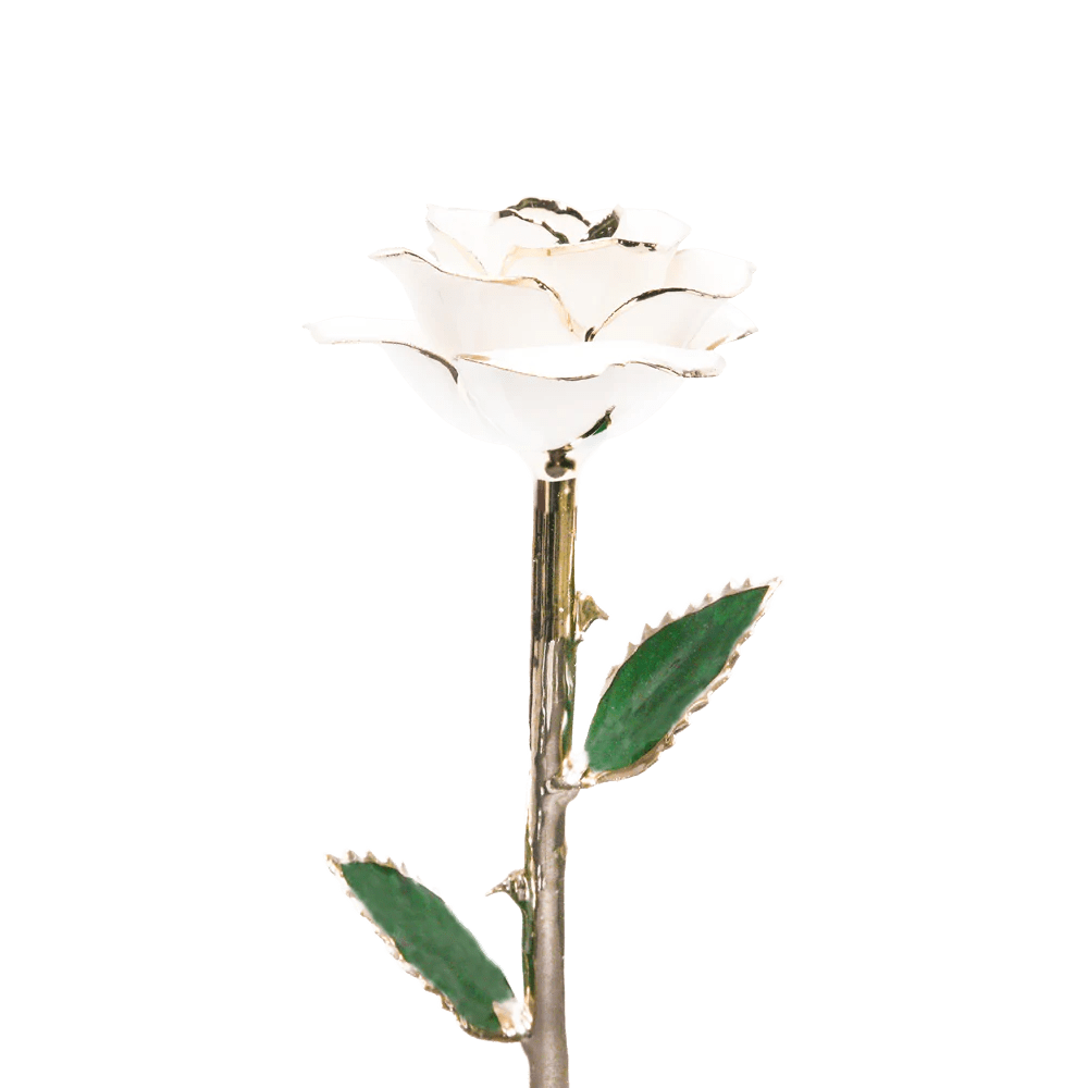 24k Gold Dipped Rose