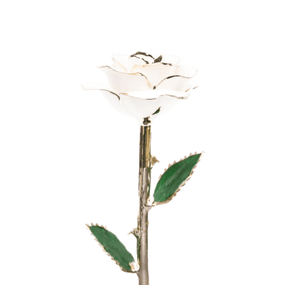24k Gold Dipped Rose